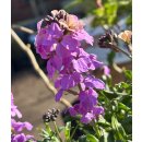 Goldlack Erysimum Bowles Mauve Blütenpracht in...