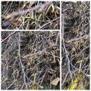 40 Stück Birkenzweige im dicken Bund ca 50-55cm lang...