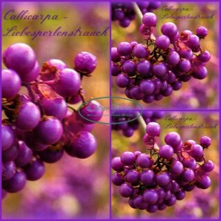 Callicarpa Profusion 60/100cm kräftige ~ Liebesperlenstrauch im großen Topf ~ rotviolette Liebesperlen bezaubern im Herbst & Winter
