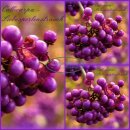 Callicarpa Profusion 60/100cm kräftige ~...