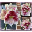 Amaryllis Exception zweifarbig große Blüte ~...