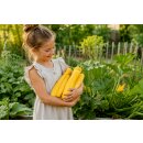Zucchini gelb - Zucchinijungpflanze im Topf gewachsen - Gemüse aus eigenen Anbau ernten