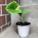 Zucchini gelb - Zucchinijungpflanze im Topf gewachsen - Gemüse aus eigenen Anbau ernten