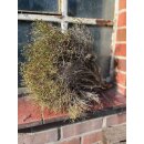 Euphorbia spinosa 45-50cm 1Bund - wunderschönes...