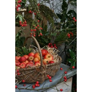 Apfelbaum Roter Boskoop. Starke Pflanzen - 10 Liter Container~  im ein Klassiker