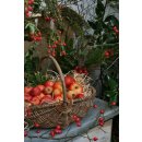 Apfelbaum Roter Boskoop. Starke Pflanzen - 10 Liter...