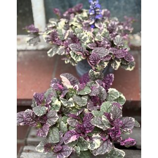 Ajuga / Günsel Burgundy Glow - buntlaubig- Schmuckstaude im großen Topf - jetzt besonders attraktiv~ Kübeldeko  oder Bodendecker