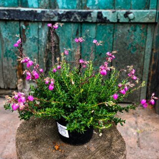 Irische Glockenheide lila (Daboecia) im Topf - jetzt knospig/blühend ~ winterhart ~ lange Blüte ~ Bienenfreund für Garten & Kübel -Dekoidee