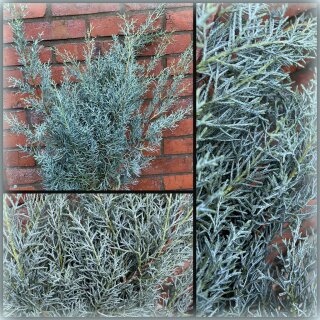 Arizonika - duftige Mittelmeer Zypresse frisch ~1 schönes Bund~ Winterliche Dekoidee~ Grünedeko