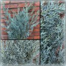 Arizonika - duftige Mittelmeer Zypresse frisch ~1...