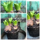 Weiße Trio Hyazinthe im Topf (3 Hyazinthen pro Topf...