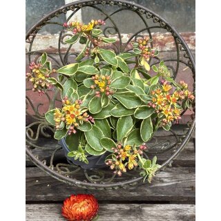 Fetthenne - Sedum kamtschaticum Variegatum ~Buntlaubiges Fettblatt~ jetzt knospig/blühend im großen Topf~ Staudengarten