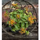 Fetthenne - Sedum kamtschaticum Variegatum ~Buntlaubiges...