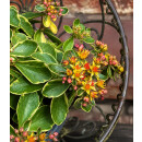 Fetthenne - Sedum kamtschaticum Variegatum ~Buntlaubiges...