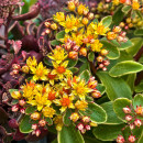 Fetthenne - Sedum kamtschaticum Variegatum ~Buntlaubiges Fettblatt~ großer 12cm Topf~ Staude für Kübel & Garten..Bienenschwarm