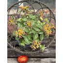 Fetthenne - Sedum kamtschaticum Variegatum ~Buntlaubiges...