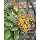 Fetthenne - Sedum kamtschaticum Variegatum ~Buntlaubiges Fettblatt~ jetzt knospig/blühend im großen Topf~ Staudengarten