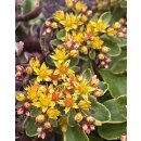 Fetthenne - Sedum kamtschaticum Variegatum ~Buntlaubiges Fettblatt~ jetzt knospig/blühend im großen Topf~ Staudengarten