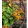 Fetthenne - Sedum kamtschaticum Variegatum ~Buntlaubiges Fettblatt~ großer 12cm Topf~ Staude für Kübel & Garten..Bienenschwarm