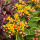 Fetthenne - Sedum kamtschaticum Variegatum ~Buntlaubiges Fettblatt~ großer 12cm Topf~ Staude für Kübel & Garten..Bienenschwarm