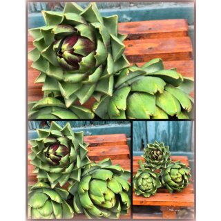 Artischocke - Jungpflanze im großen 10cm Topf ~den Sommer  pflanzen- Gemüse aus dem Garten