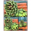 Artischocke - Jungpflanze im großen 10cm Topf ~den...