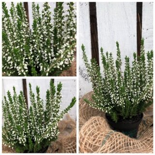 Mini Heide weiß~ Garden Girls - knospig/blühend ~ Herbstdeko klein und zauberhaft