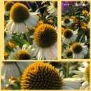 Echinacea Feeling White - im großen 3 Liter XL Topf...