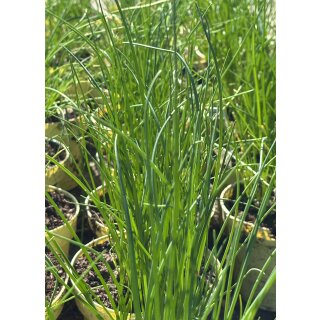 Schnittlauch im großenTopf -Allium schoenoprasum~..aromatische Kräuter Staude