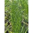 Schnittlauch im großenTopf -Allium schoenoprasum~..aromatische Kräuter Staude