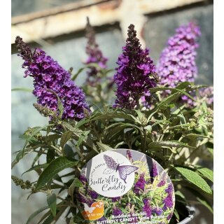 Zwerg-Schmetterlingsflieder Butterfly Candy -R- Liltte Purple~ jetzt knospig blühend im großen 12cm Topf - ideal für Kübel auf Balkon & Terrasse - Schmetterlingsmagnet