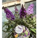 Zwerg-Schmetterlingsflieder Butterfly Candy -R- Liltte...