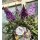 Zwerg-Schmetterlingsflieder Butterfly Candy -R- Liltte Purple~ jetzt knospig blühend im großen 12cm Topf - ideal für Kübel auf Balkon & Terrasse - Schmetterlingsmagnet