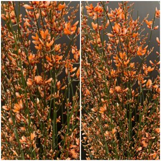 Ginster orange 1 ganzes Bund ca 300g ~ Frischer Frühlingsduft ~ Blumenliebe ~ für die Vase