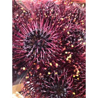 3 Stück Nadelkissen dunkel Bordeauxrot - Leucospermum ~ tolle Deko für die Vase und zum Trocknen ~ frische Blumen in toller Optik und super Haltbarkeit