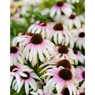 Echinacea Fountain Pink Eye~ großer XL Topf~ Scheinsonnenhut~ Romantische Eleganz für den Staudengarten