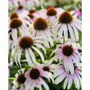 Echinacea Fountain Pink Eye~ großer XL Topf~...