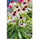 Echinacea Fountain Pink Eye~ großer XL Topf~ Scheinsonnenhut~ Romantische Eleganz für den Staudengarten