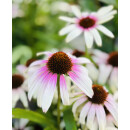Echinacea Fountain Pink Eye~ großer XL Topf~ Scheinsonnenhut~ Romantische Eleganz für den Staudengarten