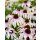 Echinacea Fountain Pink Eye~ großer XL Topf~ Scheinsonnenhut~ Romantische Eleganz für den Staudengarten