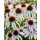Echinacea Fountain Pink Eye~ großer XL Topf~ Scheinsonnenhut~ Romantische Eleganz für den Staudengarten