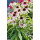 Echinacea Fountain Pink Eye~ großer XL Topf~ Scheinsonnenhut~ Romantische Eleganz für den Staudengarten
