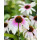 Echinacea Fountain Pink Eye~ großer XL Topf~ Scheinsonnenhut~ Romantische Eleganz für den Staudengarten