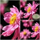 Herbstanemone Anemone ‘Bressingham Glow’ ~...