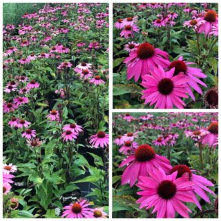 Echinacea  Feeling Pink ~großer XL 3 LiterTopf ~ Sonnenhut
