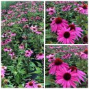 Echinacea  Feeling Pink ~großer XL 3 LiterTopf ~...