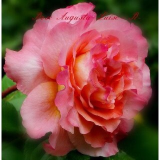 Nostalgie Duft! Rose Augusta Luise -R- 4 Liter XL Topf ~ Traumrose in fruchtig - Süßen Duft & Farbe - Edelrose