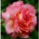Nostalgie Duft! Rose Augusta Luise -R- 4 Liter XL Topf ~...