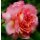 Nostalgie Duft! Rose Augusta Luise -R- 4 Liter XL Topf ~ Traumrose in fruchtig - Süßen Duft & Farbe - Edelrose