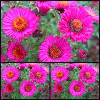 Aster novae-anliae  Septemberrubin ~Raublatt Aster im Topf ~ Sternenjuwel im Staudengarten